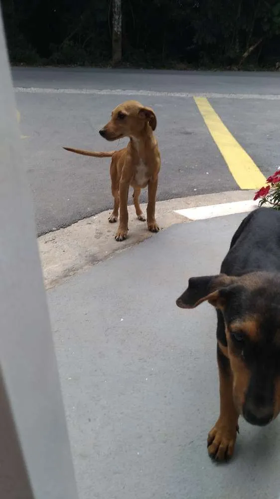 Cachorro ra a Srd idade 2 a 6 meses nome Sem nome