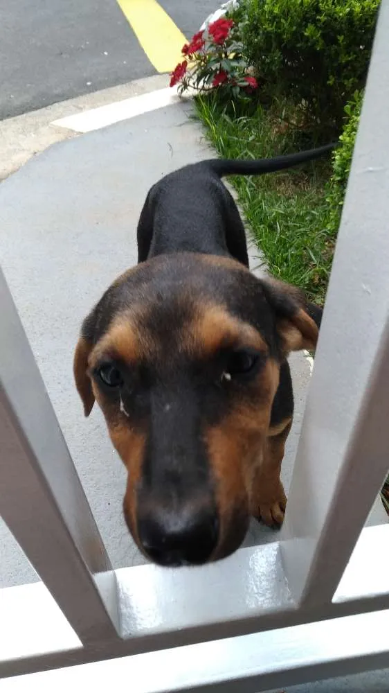 Cachorro ra a Srd idade 2 a 6 meses nome Sem nome