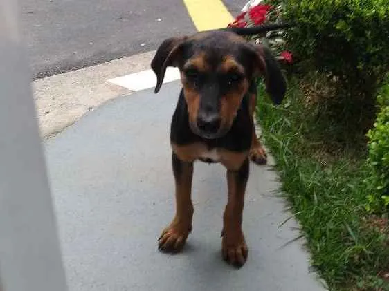 Cachorro ra a Srd idade 2 a 6 meses nome Sem nome