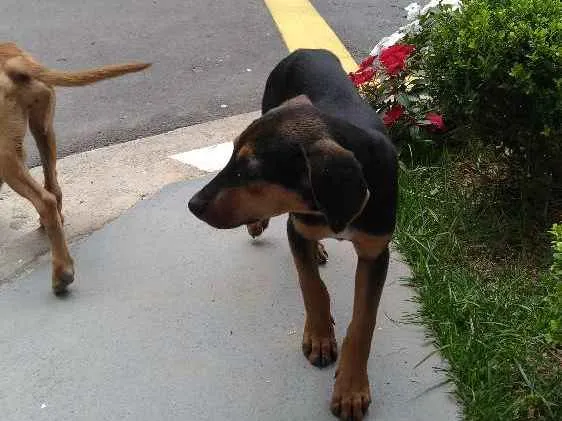 Cachorro ra a Srd idade 2 a 6 meses nome Sem nome