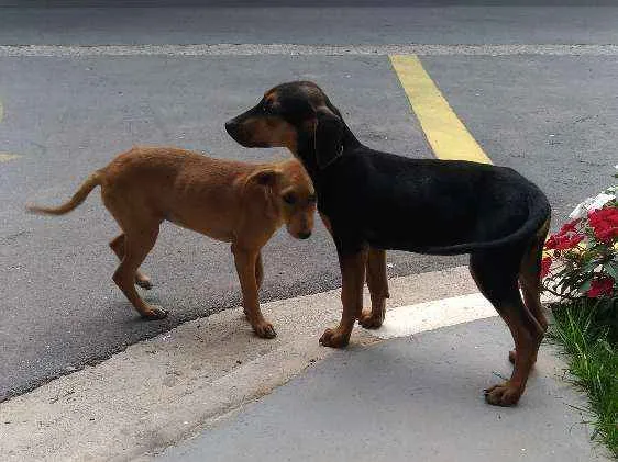 Cachorro ra a Srd idade 2 a 6 meses nome Sem nome