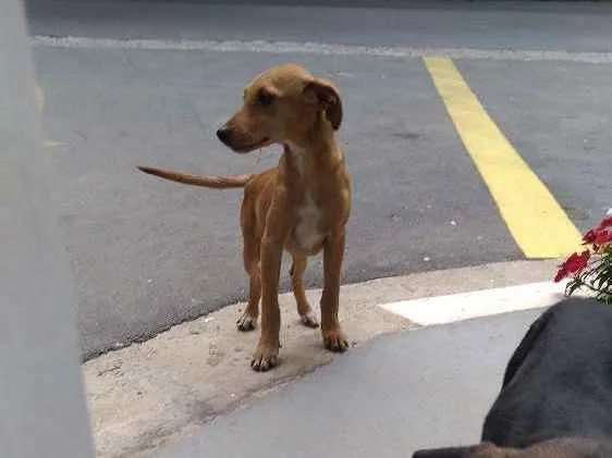 Cachorro ra a Srd idade 2 a 6 meses nome Sem nome