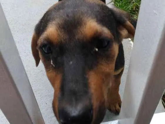 Cachorro ra a Srd idade 2 a 6 meses nome Sem nome