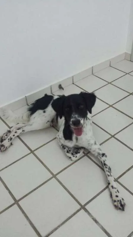 Cachorro raça SRD idade 7 a 11 meses nome Beethoven