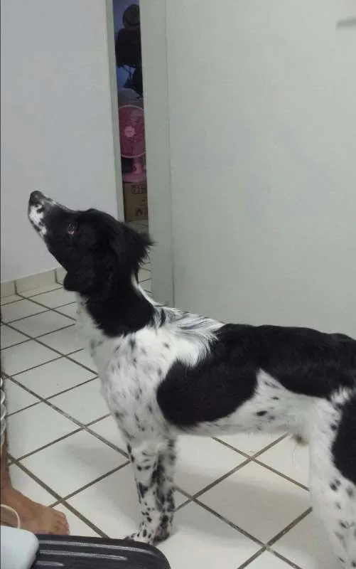 Cachorro raça SRD idade 7 a 11 meses nome Beethoven