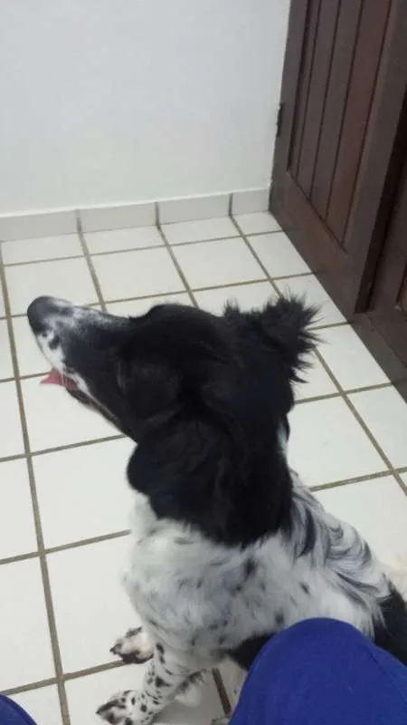 Cachorro raça SRD idade 7 a 11 meses nome Beethoven