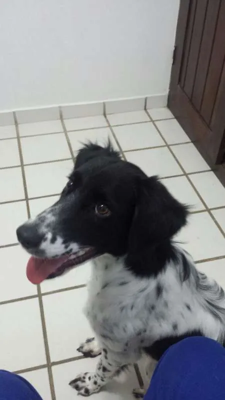 Cachorro raça SRD idade 7 a 11 meses nome Beethoven