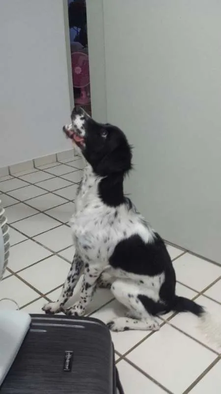 Cachorro raça SRD idade 7 a 11 meses nome Beethoven