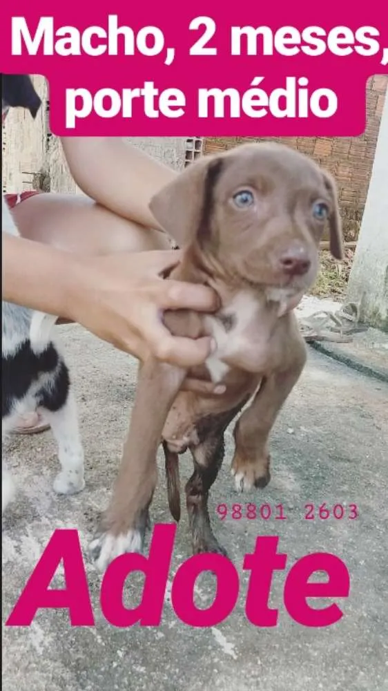 Cachorro ra a Srd idade 2 a 6 meses nome 3 irmãos
