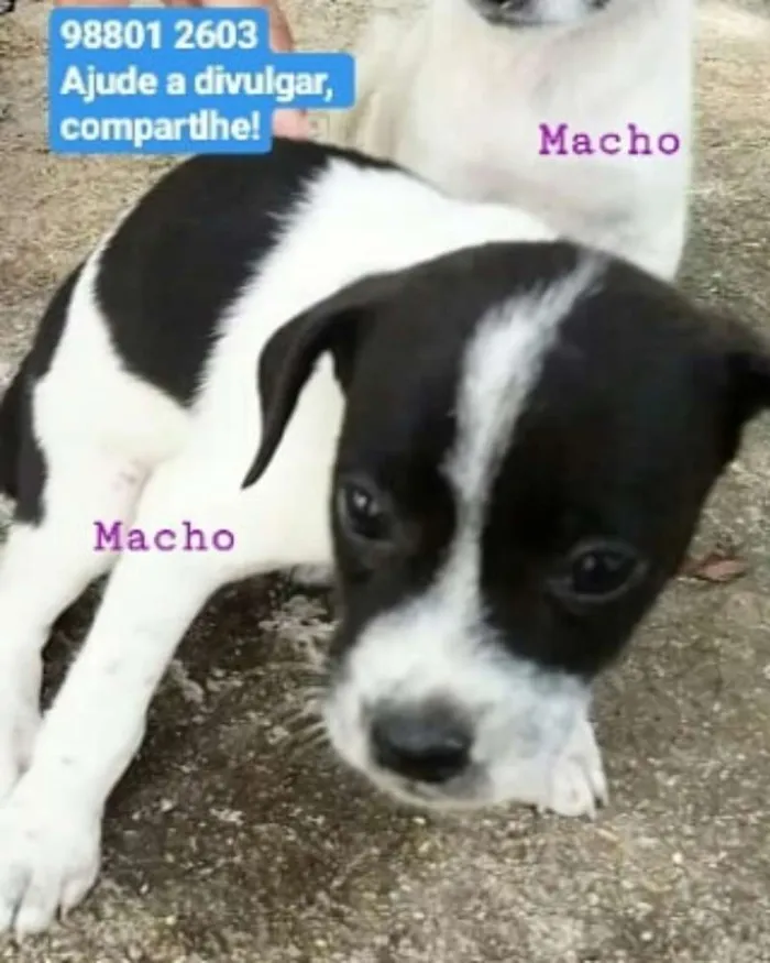 Cachorro ra a Srd idade 2 a 6 meses nome 3 irmãos