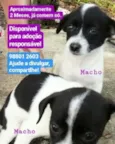 3 irmãos