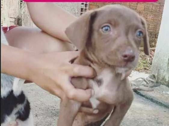Cachorro ra a Srd idade 2 a 6 meses nome 3 irmãos