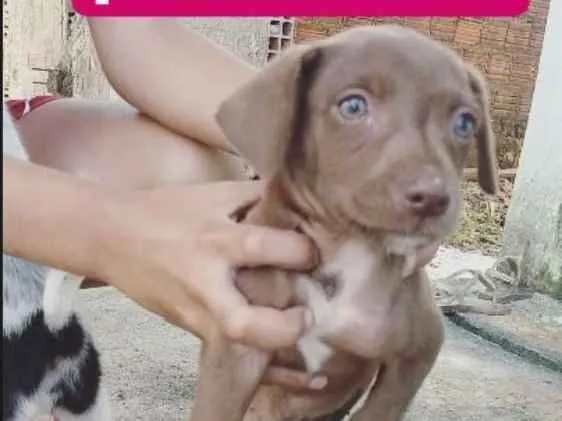 Cachorro ra a Srd idade 2 a 6 meses nome 3 irmãos