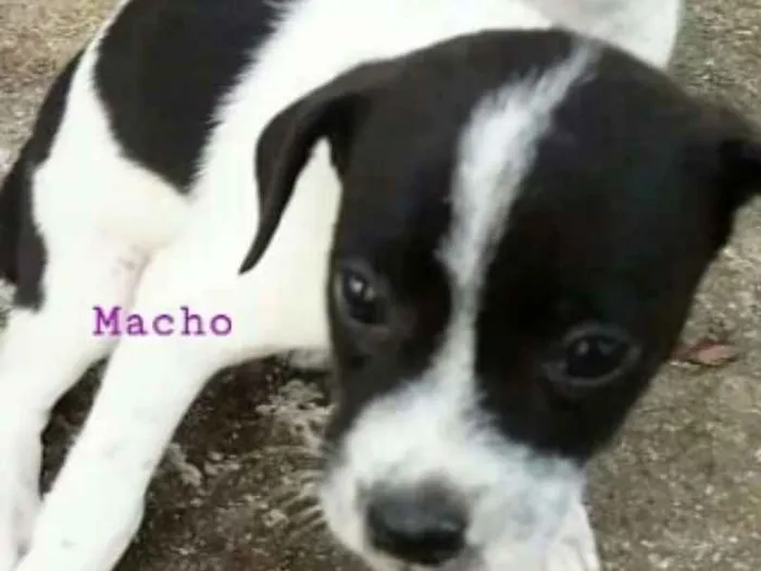 Cachorro ra a Srd idade 2 a 6 meses nome 3 irmãos