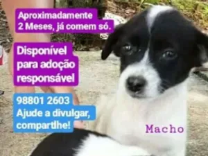 Cachorro raça Srd idade 2 a 6 meses nome 3 irmãos