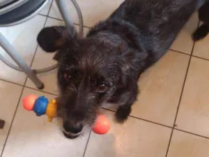 Cachorro raça Viralata idade 6 ou mais anos nome Max