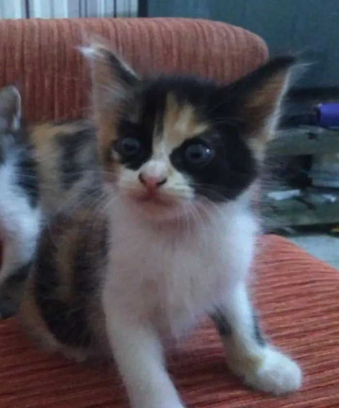 Gato ra a Vira lata idade Abaixo de 2 meses nome Sem nome