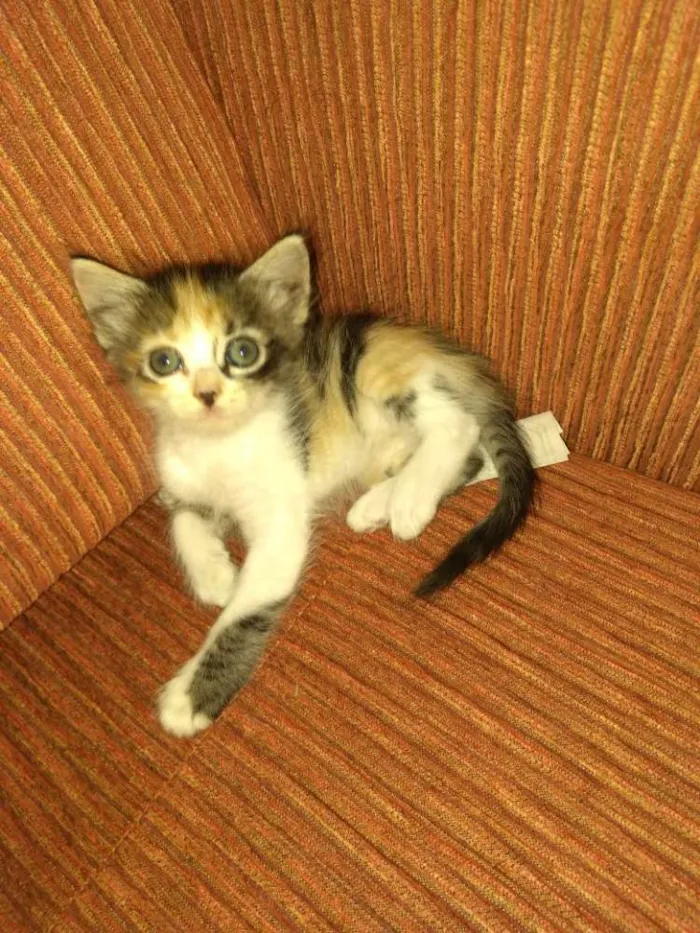Gato ra a Vira lata idade Abaixo de 2 meses nome Sem nome