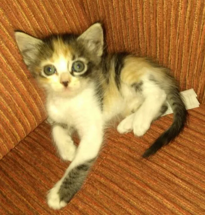Gato ra a Vira lata idade Abaixo de 2 meses nome Sem nome