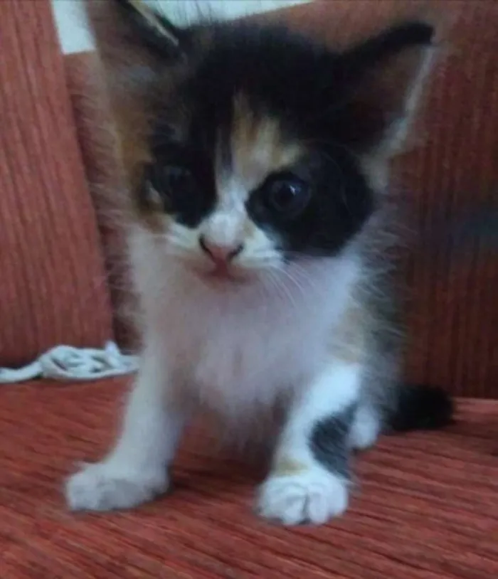 Gato ra a Vira lata idade Abaixo de 2 meses nome Sem nome