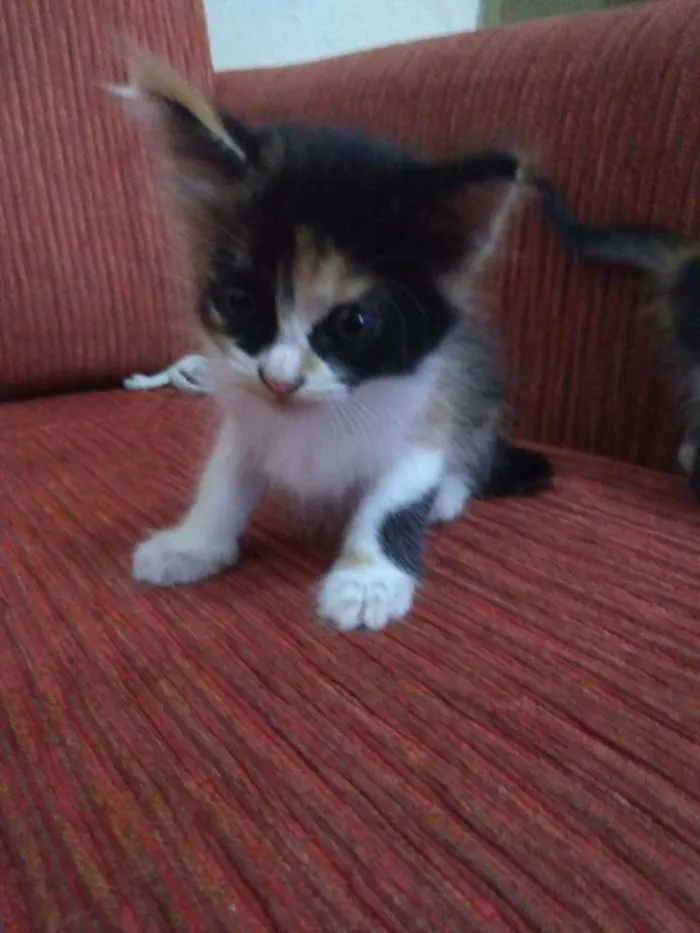 Gato ra a Vira lata idade Abaixo de 2 meses nome Sem nome