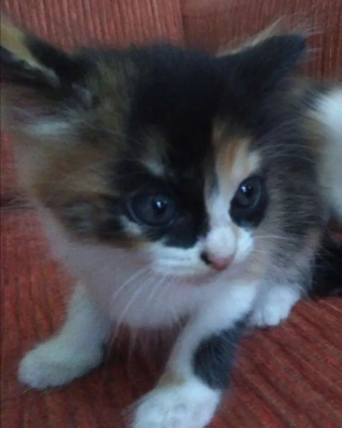 Gato ra a Vira lata idade Abaixo de 2 meses nome Sem nome