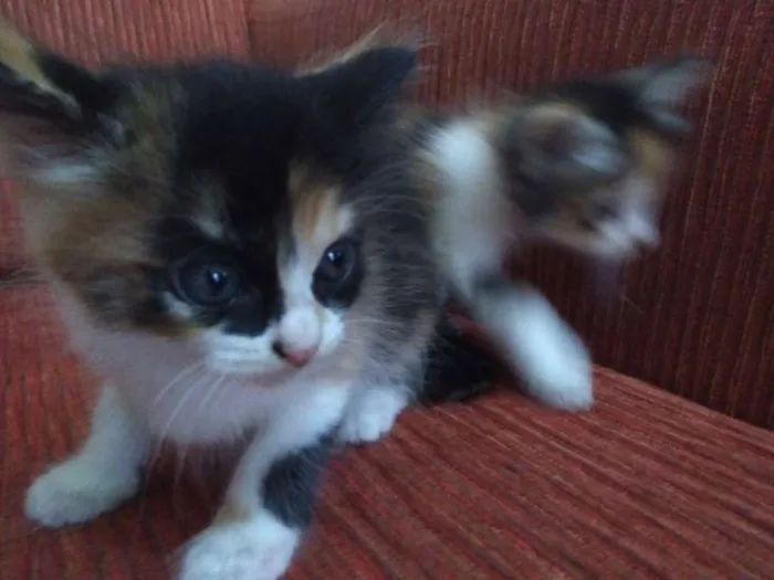 Gato ra a Vira lata idade Abaixo de 2 meses nome Sem nome