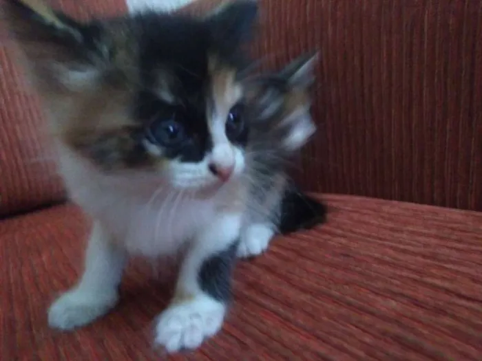 Gato ra a Vira lata idade Abaixo de 2 meses nome Sem nome