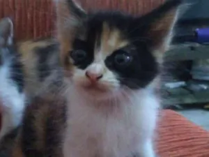 Gato raça Vira lata idade Abaixo de 2 meses nome Sem nome