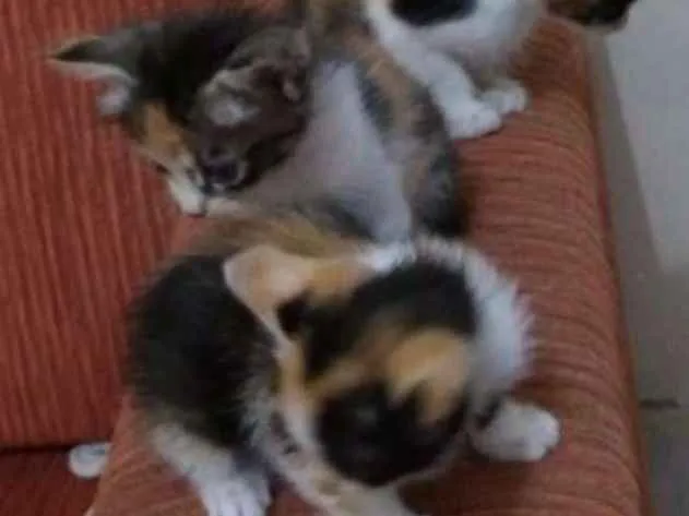 Gato ra a Vira lata idade Abaixo de 2 meses nome Sem nome