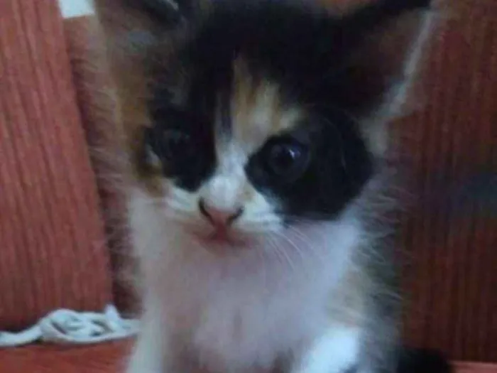 Gato ra a Vira lata idade Abaixo de 2 meses nome Sem nome