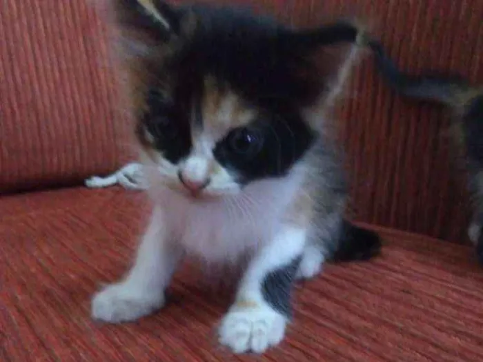 Gato ra a Vira lata idade Abaixo de 2 meses nome Sem nome