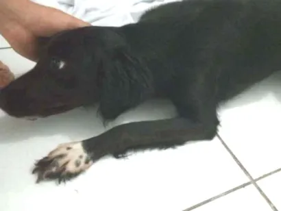 Cachorro raça Border Collie (raceada) idade 3 anos nome Olga