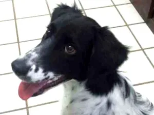 Cachorro raça SRD idade 7 a 11 meses nome Beethoven