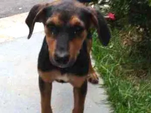 Cachorro raça Srd idade 2 a 6 meses nome Sem nome