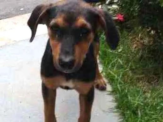 Cachorro ra a Srd idade 2 a 6 meses nome Sem nome