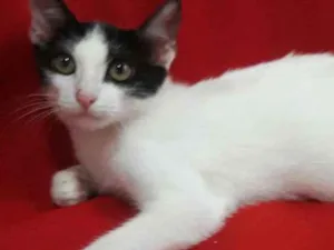 Gato raça SEM RAÇA DEFINIDA.  idade 2 a 6 meses nome SEM NOME.