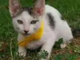 Gato raça Não definida idade 2 a 6 meses nome Azulzinha