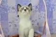 Kit-Kat