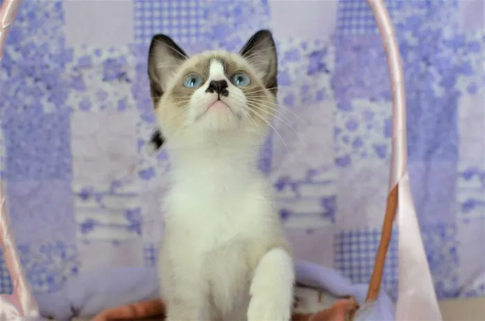 Gato ra a Siamês idade Abaixo de 2 meses nome Kit-Kat