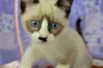 Kit-Kat