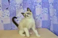 Kit-Kat