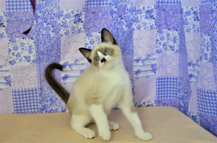Gato ra a Siamês idade Abaixo de 2 meses nome Kit-Kat