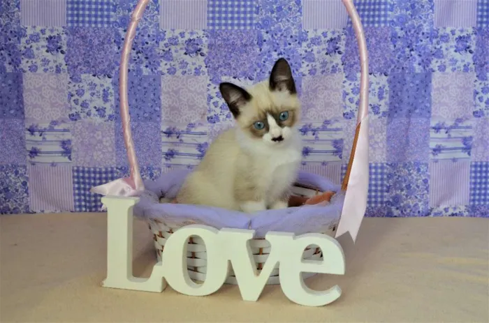 Gato ra a Siamês idade Abaixo de 2 meses nome Kit-Kat