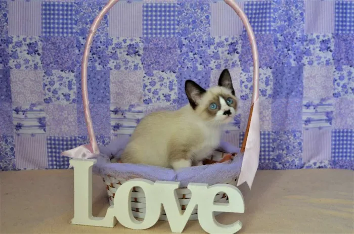 Gato ra a Siamês idade Abaixo de 2 meses nome Kit-Kat