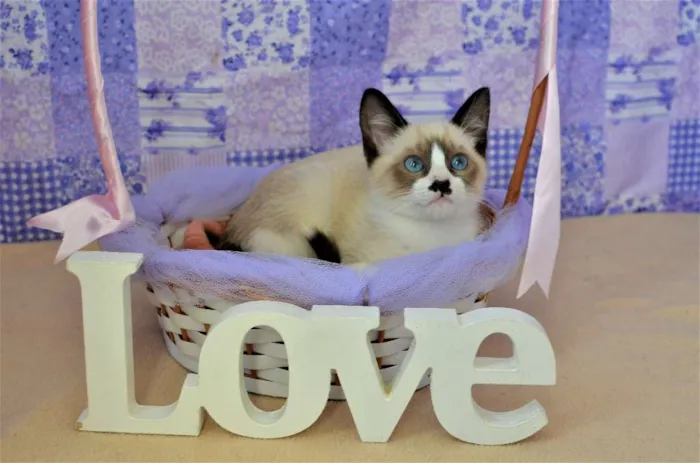Gato ra a Siamês idade Abaixo de 2 meses nome Kit-Kat