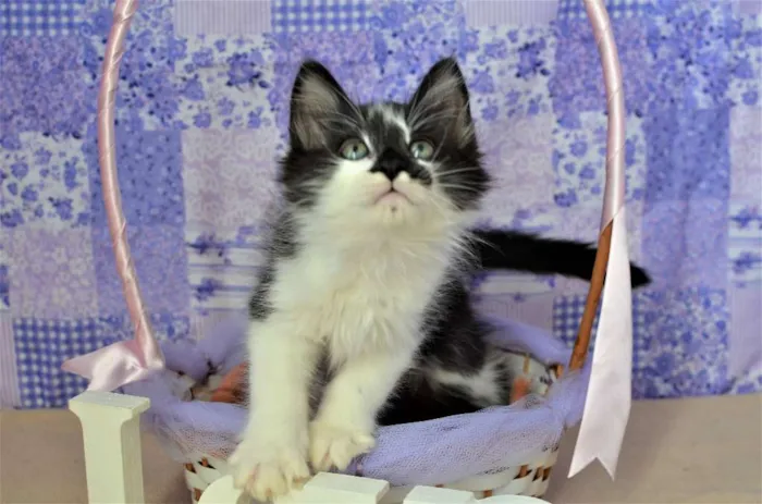 Gato ra a SRD idade Abaixo de 2 meses nome kinder