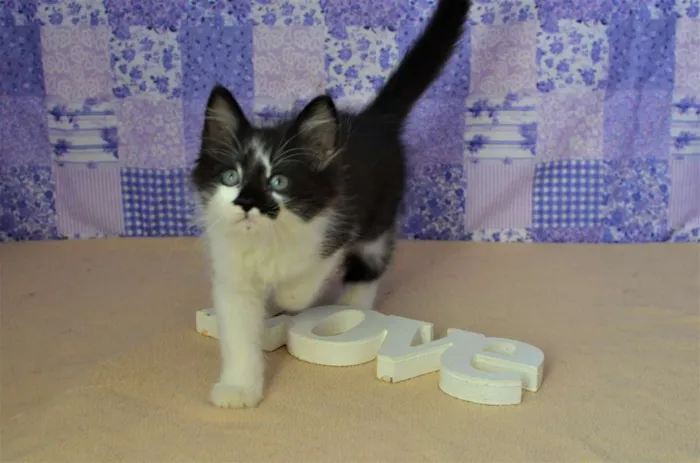 Gato ra a SRD idade Abaixo de 2 meses nome kinder
