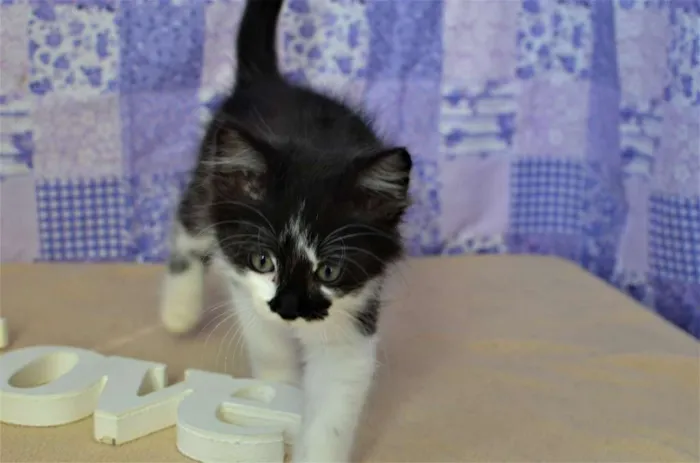 Gato ra a SRD idade Abaixo de 2 meses nome kinder