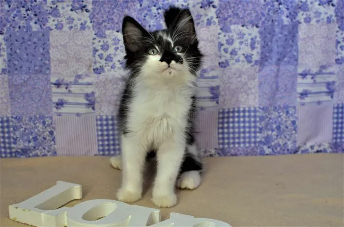 Gato ra a SRD idade Abaixo de 2 meses nome kinder